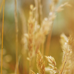 La residencia permanente: Daueraufenthaltsrecht